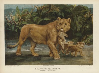Changing Quarters: lejoninna flyttar sina ungar (chromolitho) av John Trivett Nettleship