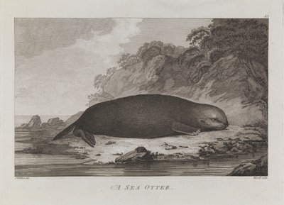 En havsutter av John Webber