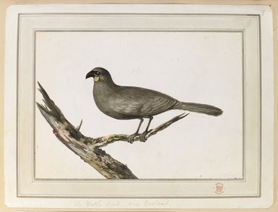 Teckning av en Wattle-fågel; gjordes under besöket i Nya Zeeland mellan 12 och 25 februari 1777, på kapten Cooks tredje resa. av John Webber