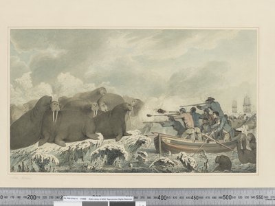 F.32 Sea Horses, ca 1773-84 (akvarell) av John Webber