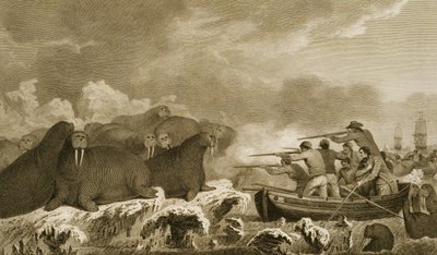 Sea Horses, figurer av J. Heath, graverad av E. Scott, platta 52 från "Journal of a Voyage to the South Seas", transkriberad från Sydney Parkinsons papper, pub. 1823 av John Webber