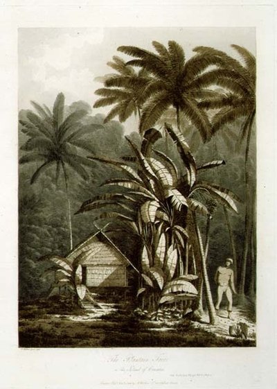 Grobladträdet på ön Krakatoa, från "Views in the South Seas", pub. 1788 (etsning) av John Webber