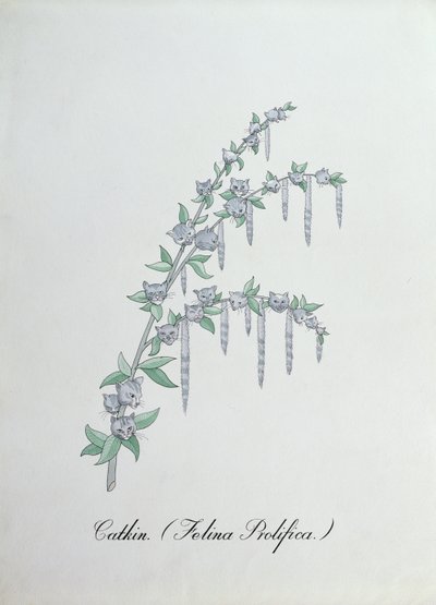 Catkin (Felina Prolifica.), illustration från "The Bogus Book of Botany" av John Weir av John Weir