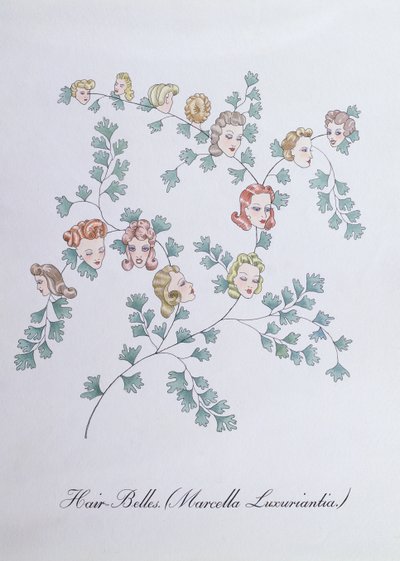 Hair-Belles (Marcella Luxuriantia), illustration från 