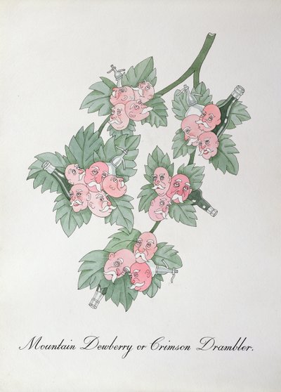 Mountain Dewberry eller Crimson Drambler, illustration från 