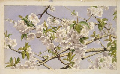 Apple Blossoms, ca 1874 (wc på papper) av John William Hill