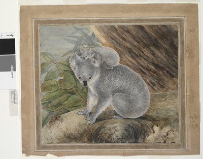 Koala och unga, 1803, J.W. Lewin, 1803 (wc och gouache) av John William Lewin