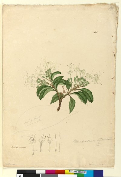 Sida 100. Clerodendrum tomentosum, c.1803-06 (wc, penna, bläck och penna) av John William Lewin