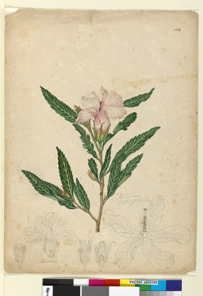 Sidan 104. Hibiscus heterophyllus, ca 1803-06 (wc, penna, bläck och blyertspenna) av John William Lewin
