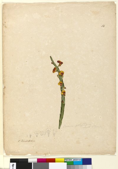 Sida 114. Bossiaea scolopendria, c.1803-06 (wc, penna, bläck och penna) av John William Lewin