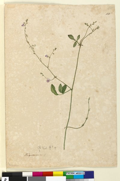 Sida 115. Hedysarum, c.1803-06 (wc, penna, bläck och penna) av John William Lewin