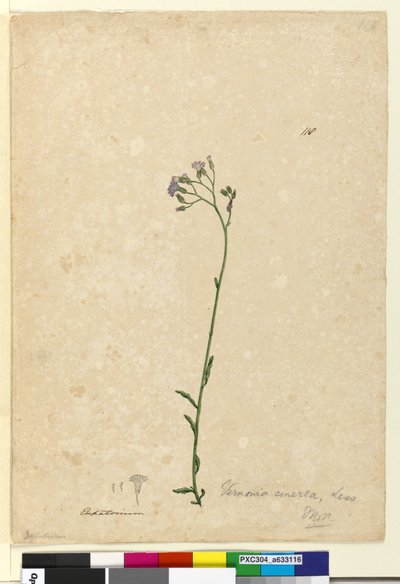 Sida 118. Vernonia cinerea, c.1803-06 (wc, penna, bläck och penna) av John William Lewin