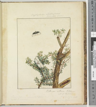Sida 11. Platta 3 Cryptophasa Septosfermi Pultenae Lewin, 1803-04 (handfärgade etstryck) av John William Lewin
