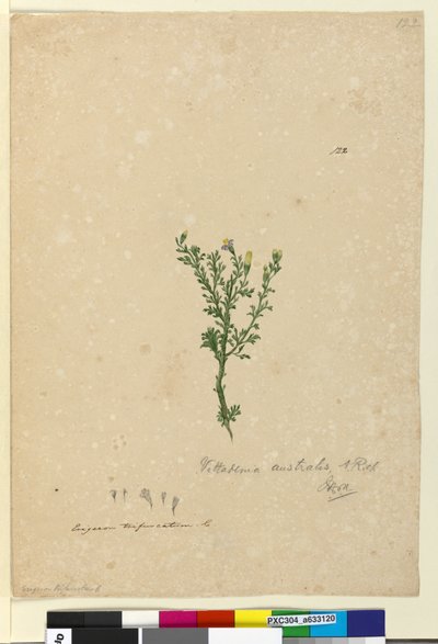 Sida 122. Vittadinia australis, c.1803-06 (wc, penna, bläck och penna) av John William Lewin