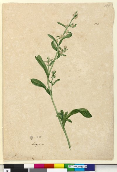 Sida 126. Filago, c.1803-06 (wc, penna, bläck och penna) av John William Lewin