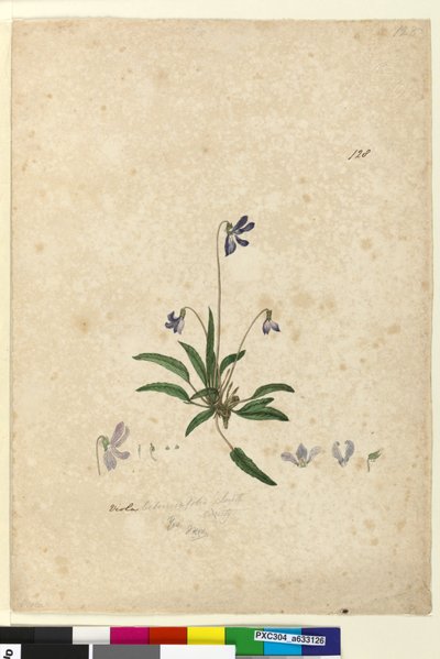 Sida 128. Viola betonicifolia, c.1803-06 (wc, penna, bläck och penna) av John William Lewin