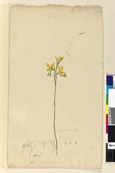 Sida 136. Diuris aurea, c.1803-06 (wc, penna, bläck och penna) av John William Lewin