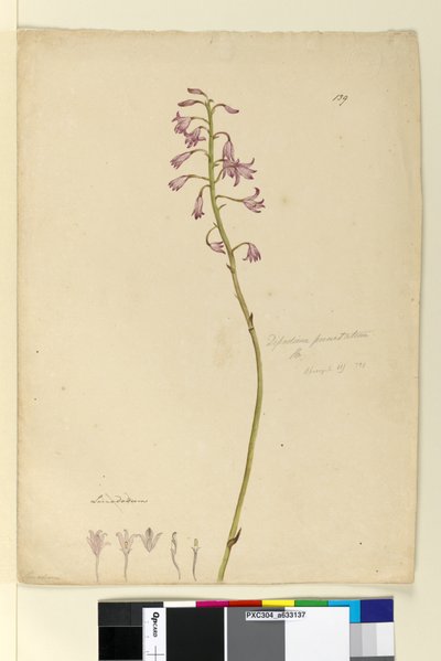Sida 139. Dipodium punctatum, c.1803-06 (wc, penna, bläck och penna) av John William Lewin