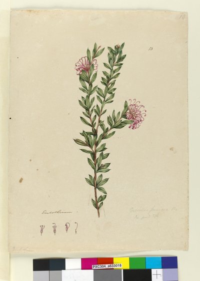 Sida 13. Grevillea punicea, c.1803-06 (wc, penna, bläck och penna) av John William Lewin