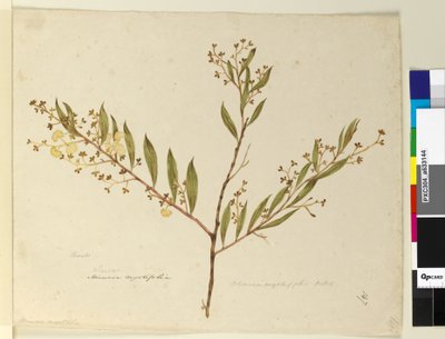 Sida 147. Acacia myrtifolia, c.1803-06 (wc, penna, bläck och penna) av John William Lewin