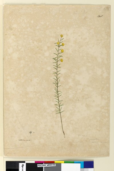 Sida 148. Acacia aciculares, c.1803-06 (akvarell, penna, bläck och penna) av John William Lewin