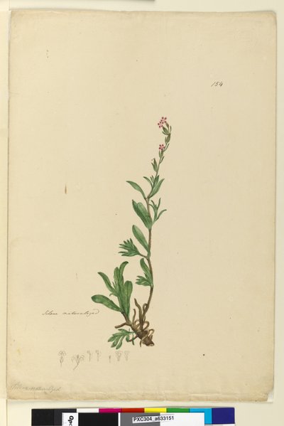 Sida 154. Silene naturaliserad, c.1803-06 (wc, penna, bläck och penna) av John William Lewin