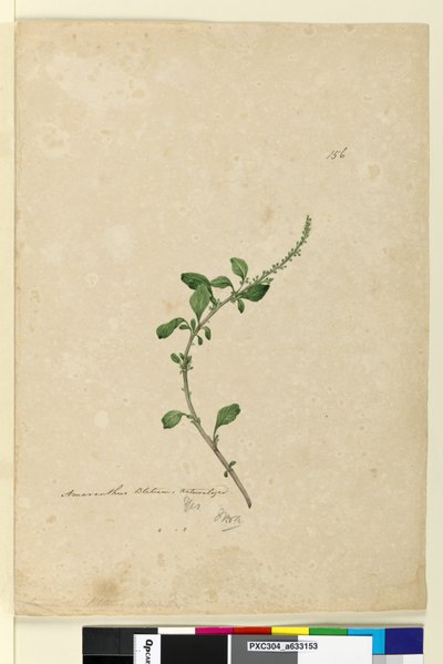 Sida 156. Amaranthus Blitum, c.1803-06 (wc, penna, bläck och penna) av John William Lewin