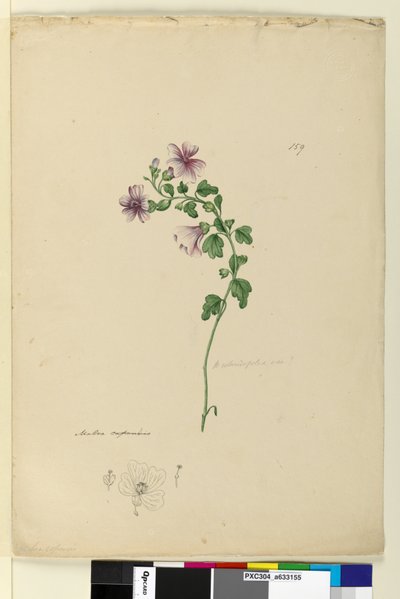 Sida 159. Malva capensis, c.1803-06 (wc, penna, bläck och penna) av John William Lewin