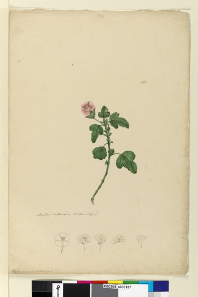 Sida 161. Malva capensis, c.1803-06 (wc, penna, bläck och penna) av John William Lewin