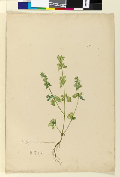 Sida 162. Stachys arvensis, c.1803-06 (wc, penna, bläck och penna) av John William Lewin