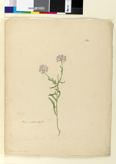 Sida 164. Iberis naturaliserad, c.1803-06 (wc, penna, bläck och penna) av John William Lewin