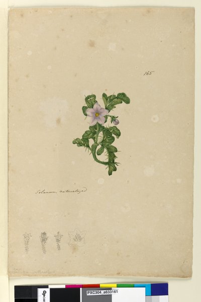 Sida 165. Solanum naturaliserad, c.1803-06 (wc, penna, bläck och penna) av John William Lewin