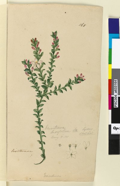 Sida 168. Eriostemon buxifolium, c.1803-06 (wc, penna, bläck och penna) av John William Lewin