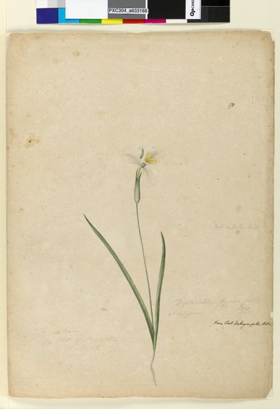 Sida 170. Diplarrhena moraea, c.1803-06 (wc, penna, bläck och penna) av John William Lewin