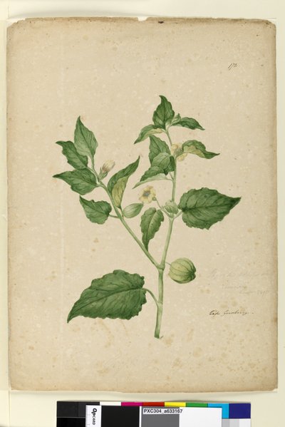 Sida 172. Physalis edulis, c.1803-06 (wc, penna, bläck och penna) av John William Lewin