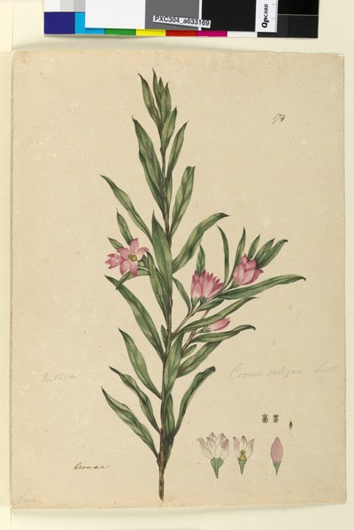 Sida 174. Crowea saligna, c.1803-06 (wc, penna, bläck och penna) av John William Lewin