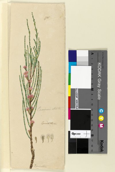 Sida 175. Casuarina stricta Allocasuarina verticillata, c.1803-06 (wc, penna, bläck och penna) av John William Lewin