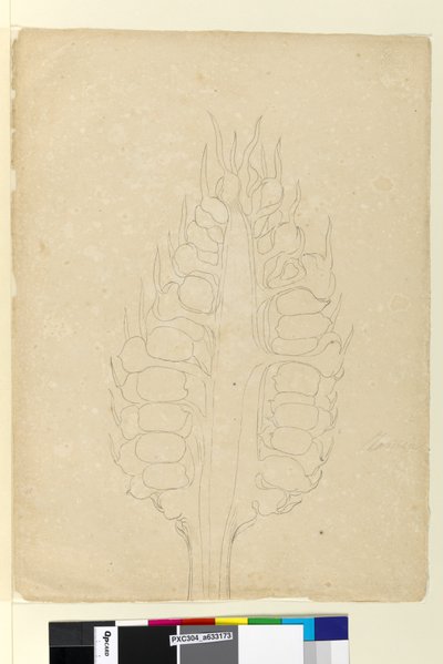 Sida 178a. Zamia, ca 1803-06 (wc, penna, bläck och penna) av John William Lewin