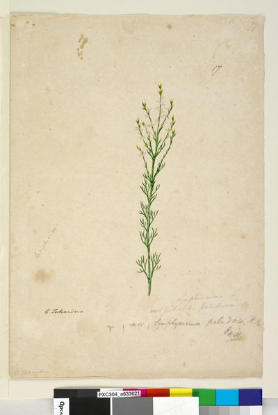 Sida 17. Symphionema paludosum, c.1803-06 (wc, penna, bläck och penna) av John William Lewin