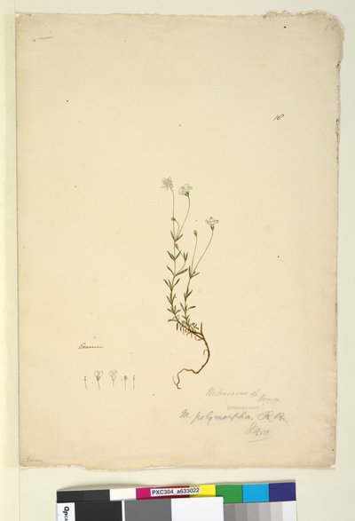 Sida 18. Mitrasacme polymorpha, c.1803-06 (wc, penna, bläck och penna) av John William Lewin