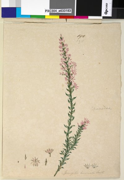 Sida 190. Sprengelia incarnata, c.1803-06 (wc, penna, bläck och penna) av John William Lewin