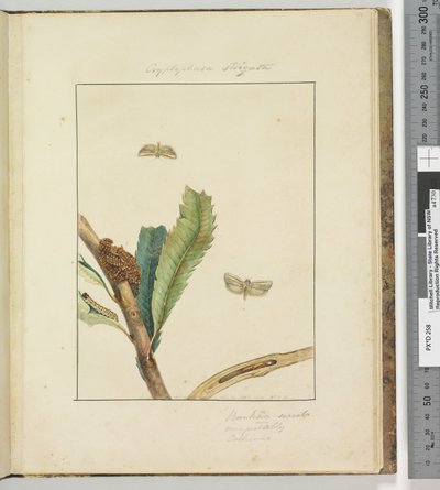 Sida 19. Plåt 5 Cryptophasa Strigata, 1803-04 (handfärgade etstryck) av John William Lewin