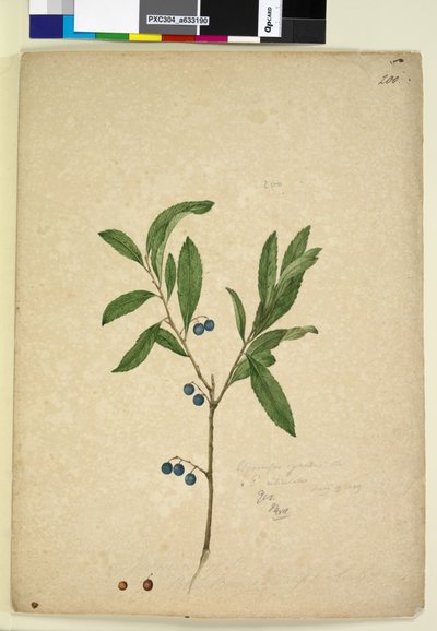 Sida 200. Elaeocarpus reticulatus, c.1803-06 (wc, penna, bläck och penna) av John William Lewin