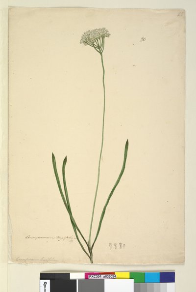 Sida 20. Conospermum longifolium, c.1803-06 (wc, penna, bläck och penna) av John William Lewin