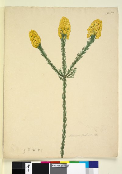 Sida 215. Dillwynia floribunda, c.1803-06 (wc, penna, bläck och penna) av John William Lewin