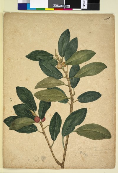 Sida 216. Ficus rubiginosa, c.1803-06 (wc, penna, bläck och penna) av John William Lewin