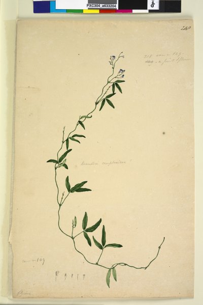Sida 218. Kennedia comptoniana Hardenbergia comptoniana, c.1803-06 (wc, penna, bläck och penna) av John William Lewin