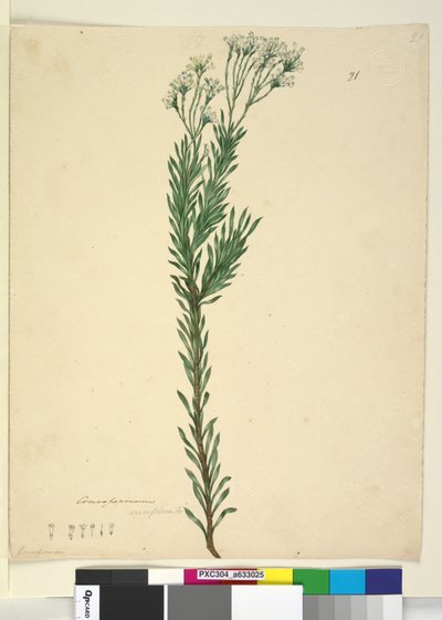 Sida 21. Conospermum ericifolium, c.1803-06 (wc, penna, bläck och penna) av John William Lewin