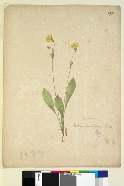 Sida 227. Velleia paradoxa, c.1803-06 (wc, penna, bläck och penna) av John William Lewin