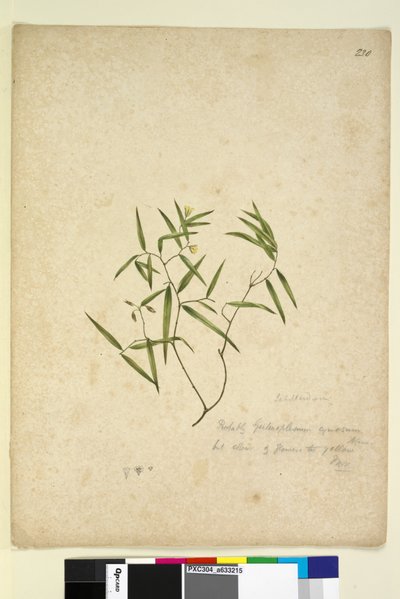Sida 230. Geitonoplesium cymosum, c.1803-06 (wc, penna, bläck och penna) av John William Lewin